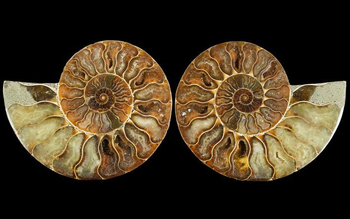 Sliced Ammonite Fossil - Agatized #114901